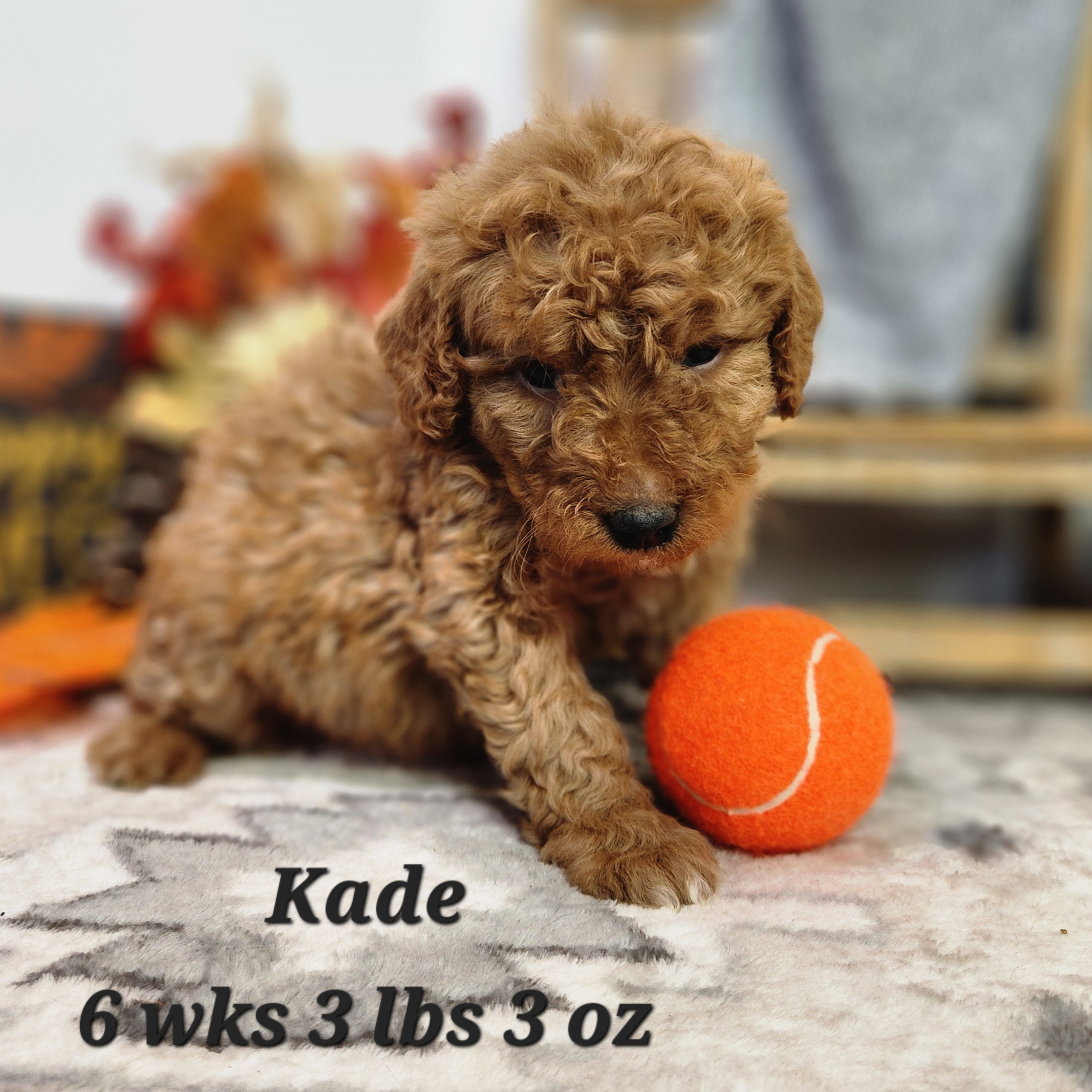 Birthdate: 09/12/2024<br />
8 weeks old: 11/07/2024<br />
Delivery: 11/09/2024<br />
Mom is a 28 lb F1 Goldendoodle<br />
Dad is a 12 lb Mini Poodle<br />
Est. Adult Weight 15 - 22 lbs<br />
$1200