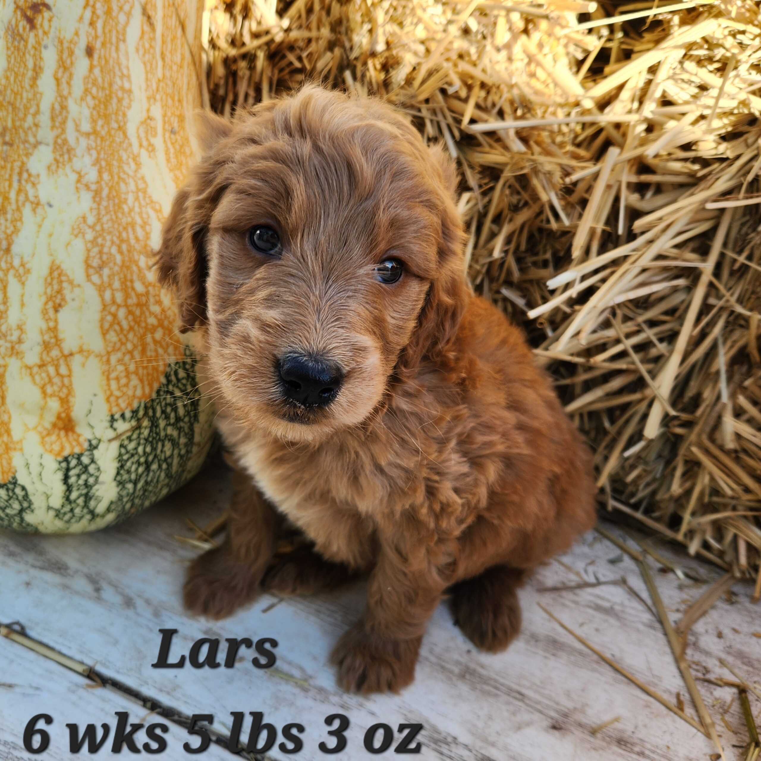 red male goldendoodle in Nebraska delivered through the united states