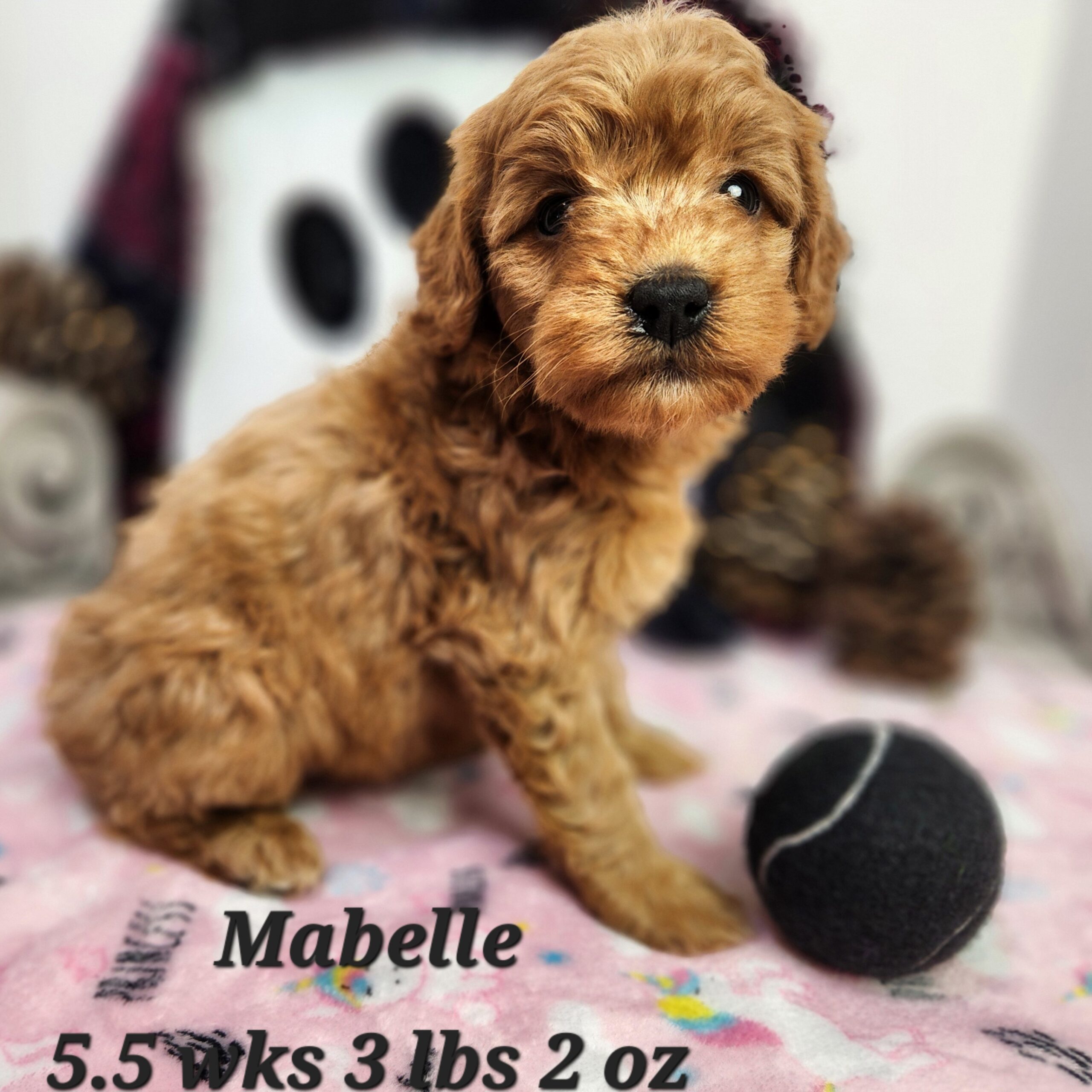 chocolate or blue merle mini goldendoodle in Nebraska