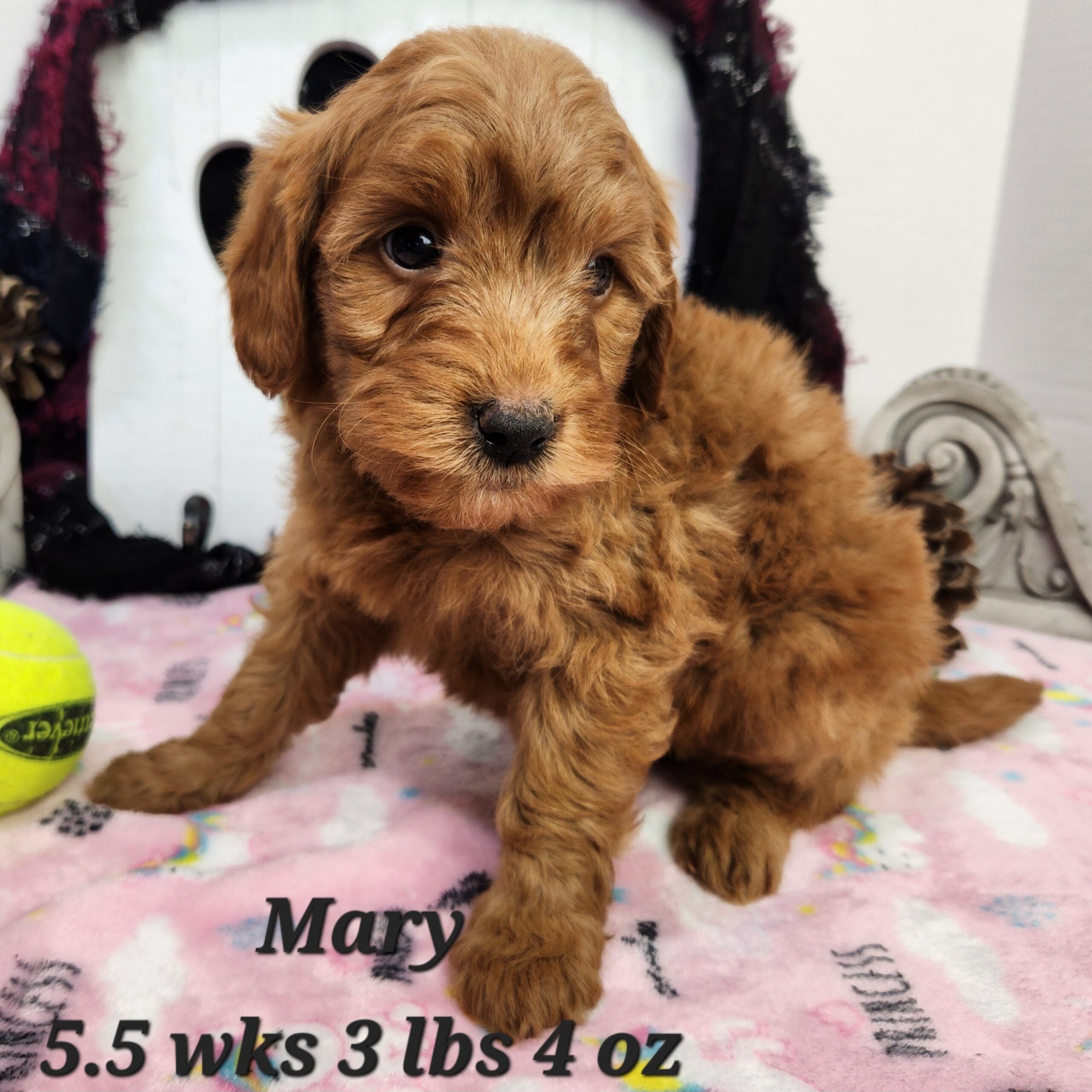 Female Red Mini Goldendoodle in Nebraska