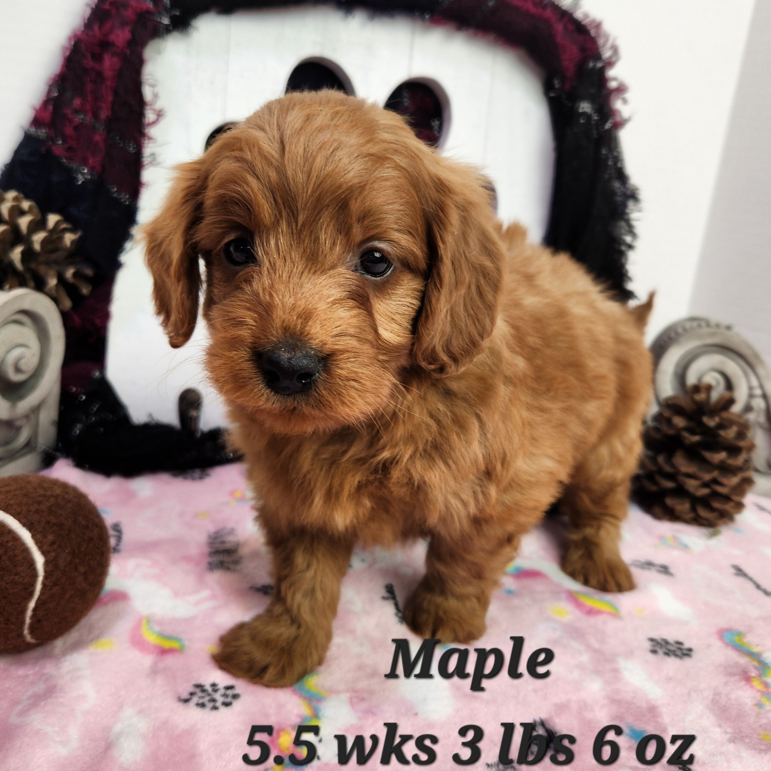 Female Red Mini Goldendoodle in Nebraska