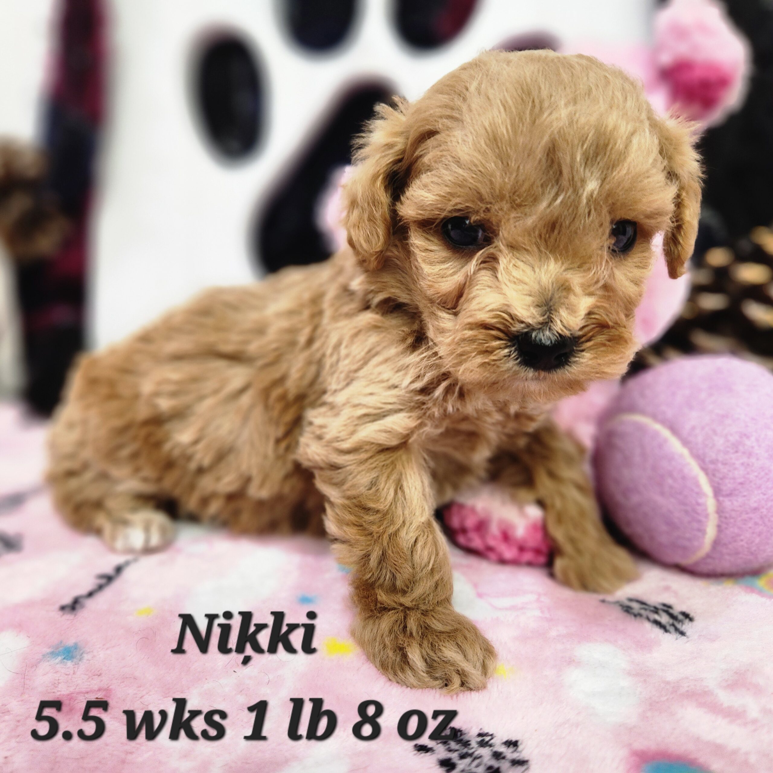 chocolate or blue merle mini goldendoodle in Nebraska