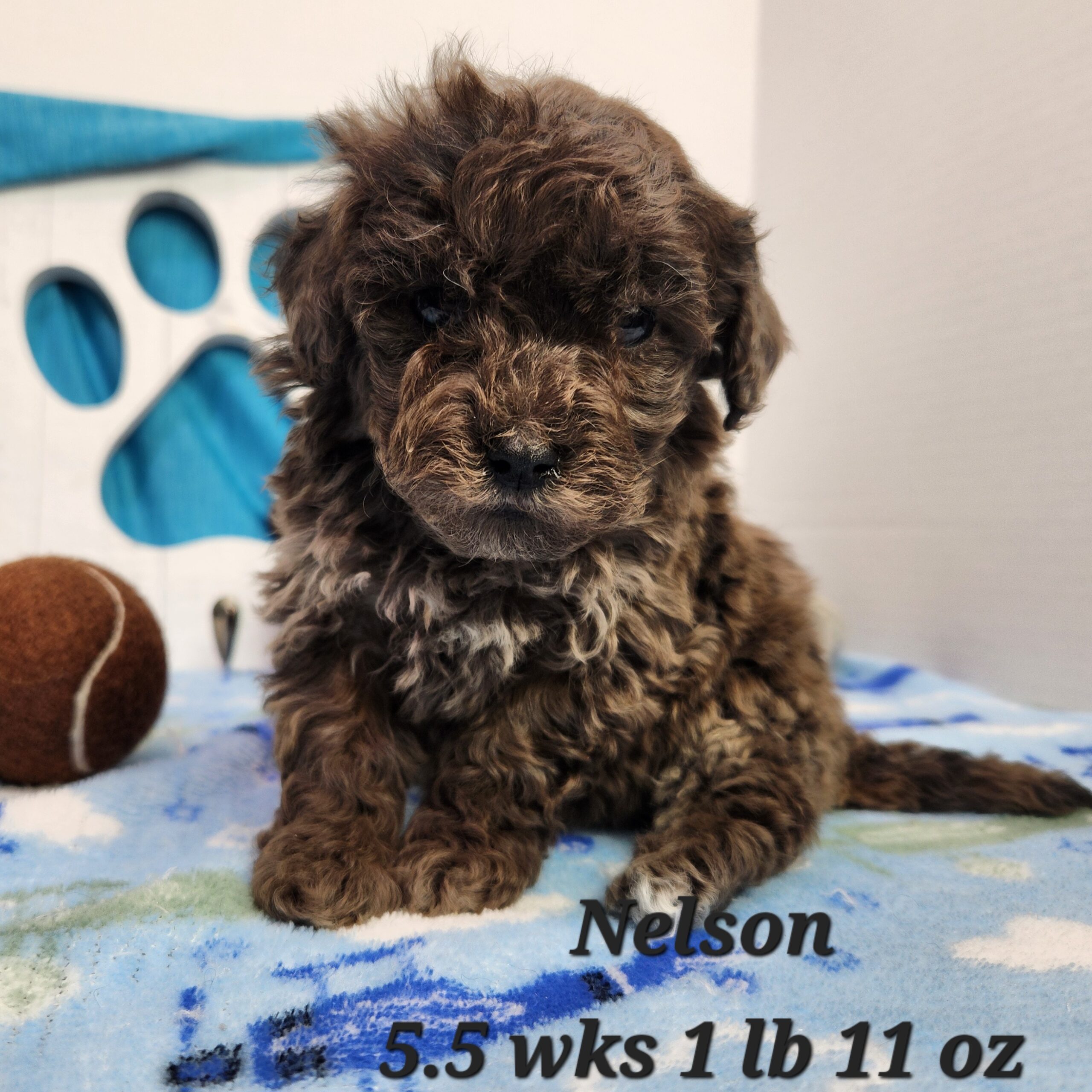 chocolate or blue merle mini goldendoodle in Nebraska