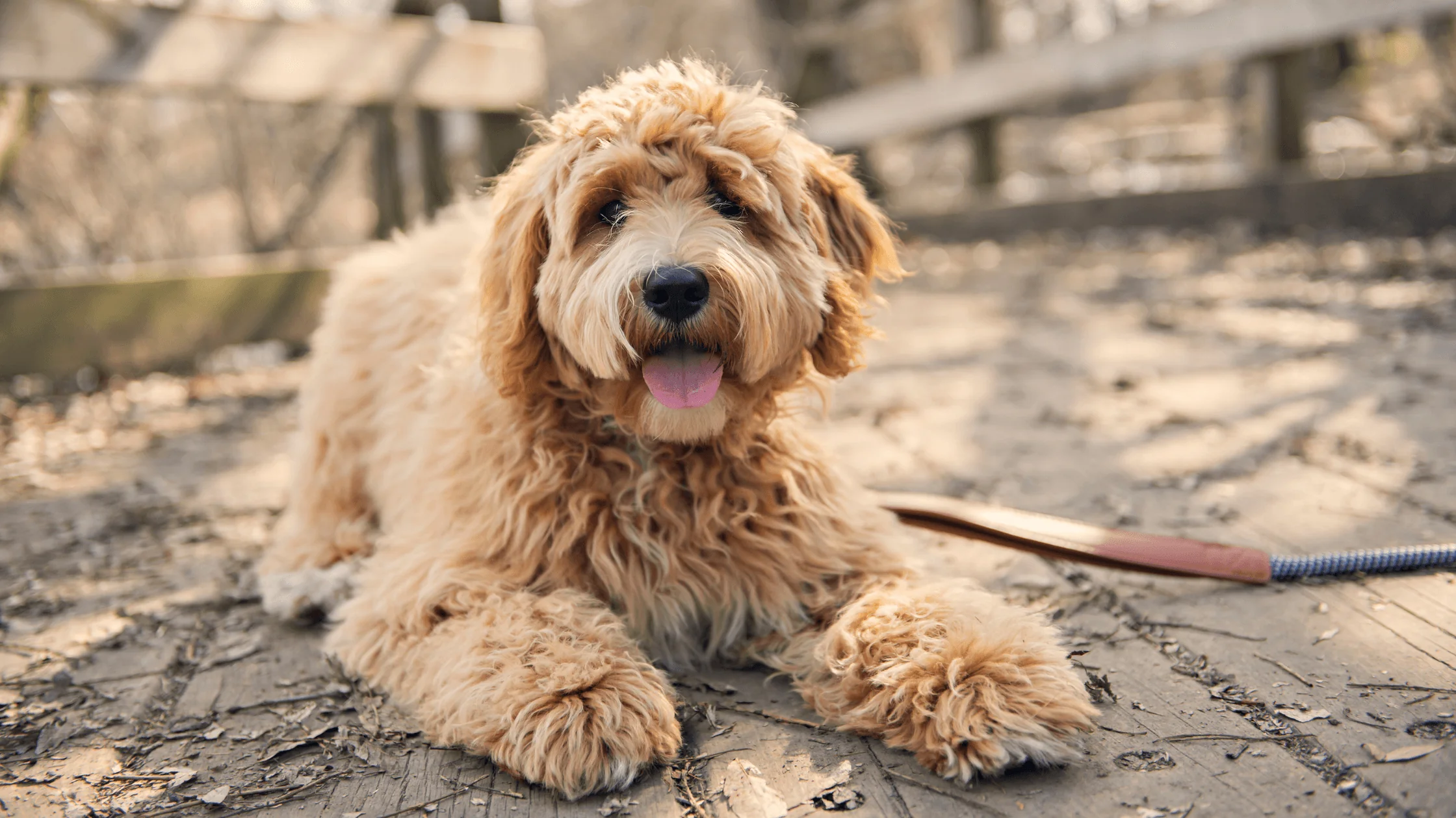 how do I brush my goldendoodles teeth?