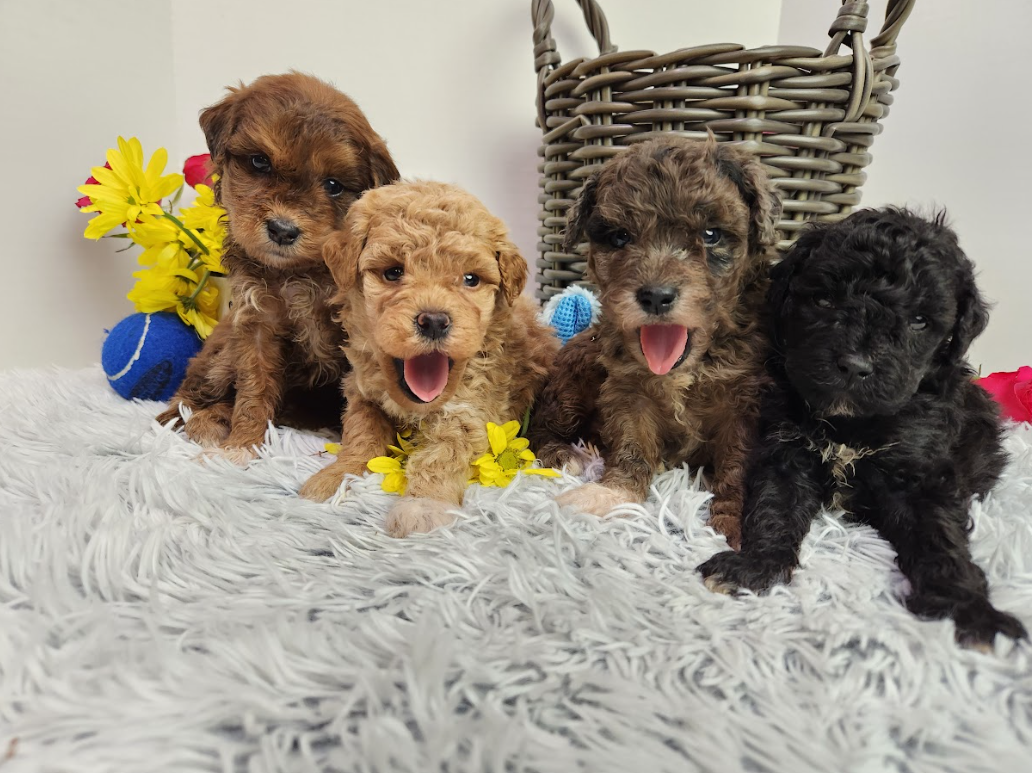 adopt a goldendoodle puppy, SJS school auction, Goldendoodle for sale Nebraska