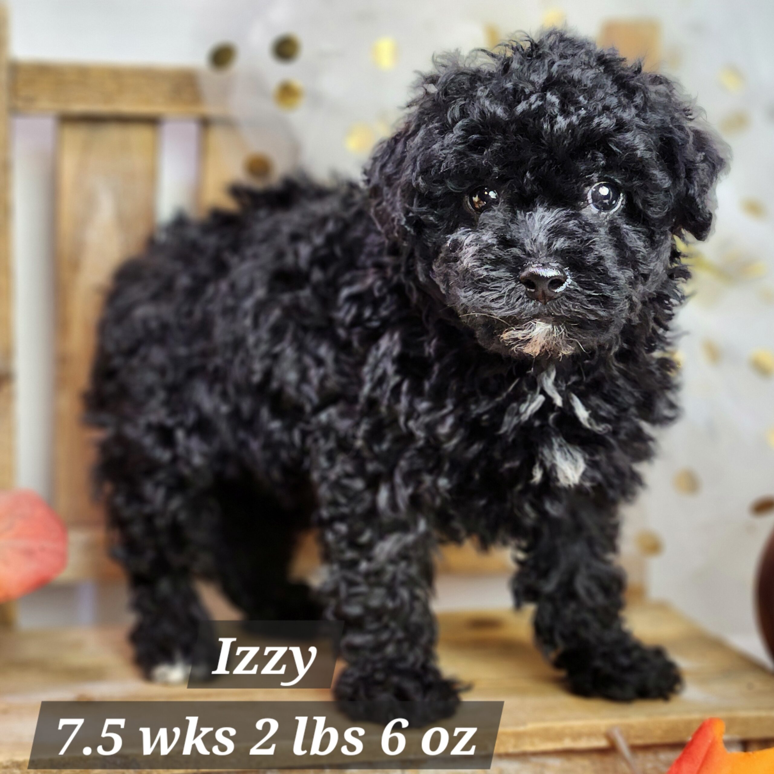 a black dog standing on a wooden surface