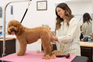 whats the best way to brush my goldendoodle? Rock Creek Puppies