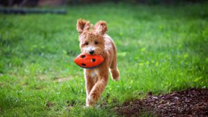 teaching my goldendoodle how to play