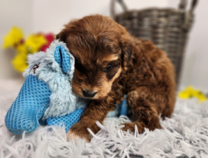 are goldendoodle puppies good dogs?