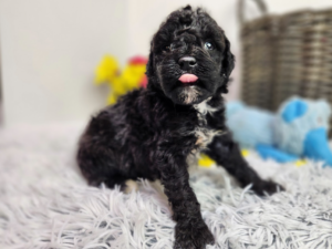 are there black goldendoodle puppies?