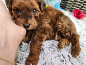 Is it easy to groom goldendoodle puppies?