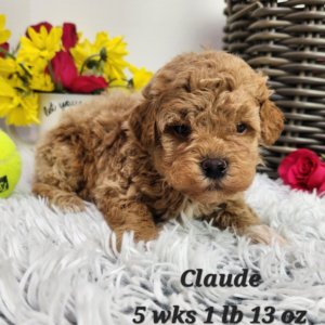 Cute goldendoodle puppy for sale, Goldendoodle breeder Nebraska 