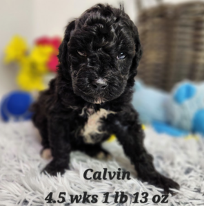 Black and white goldendoodle puppy for sale 