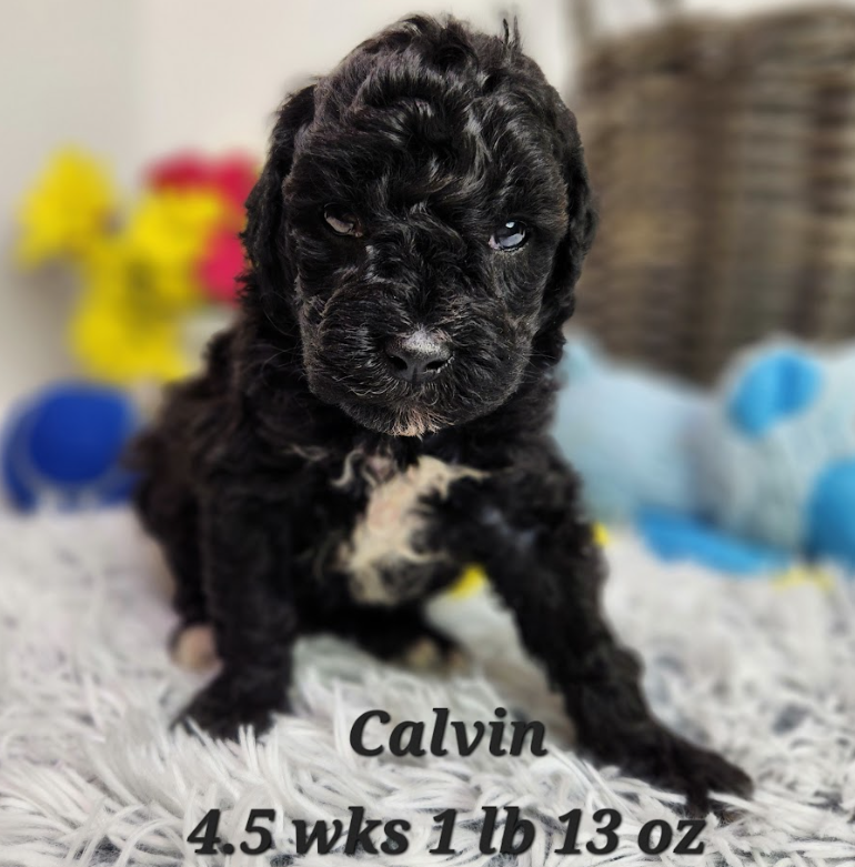 F1b Calvin