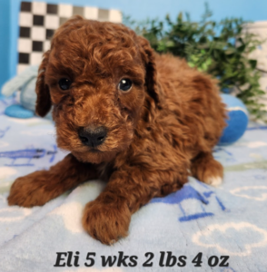 Dark goldendoodle puppy, goldendoodle puppies near me 