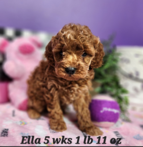 cute female goldendoodle puppy