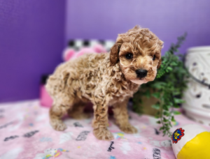 goldendoodle breeder nebraska