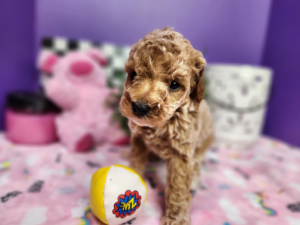 Goldendoodle training tips