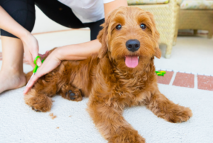 Professional goldendoodle grooming