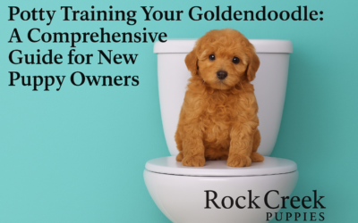 Potty Training Your Goldendoodle: A Comprehensive Guide for New Puppy Owners