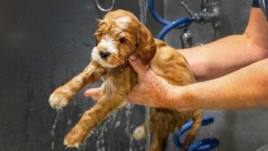 how do I wash my goldendoodle? Rock Creek Puppies