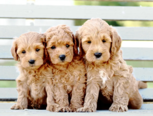 goldendoodle facts 