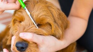 Grooming tips goldendoodles