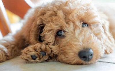 Mastering Goldendoodle Grooming: Expert Tips for a Beautiful and Mat-Free Coat