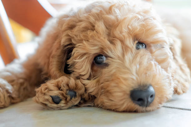 Mastering Goldendoodle Grooming: Expert Tips for a Beautiful and Mat-Free Coat