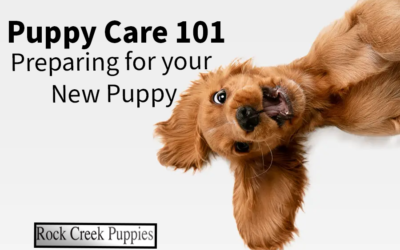 Puppy Care 101: Preparing for Your New Puppy