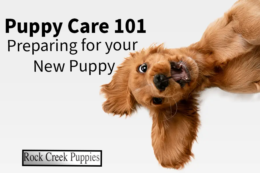 New Puppy Care, getting ready to bring a new puppy home. Rock Creek Puppies, Nebraska