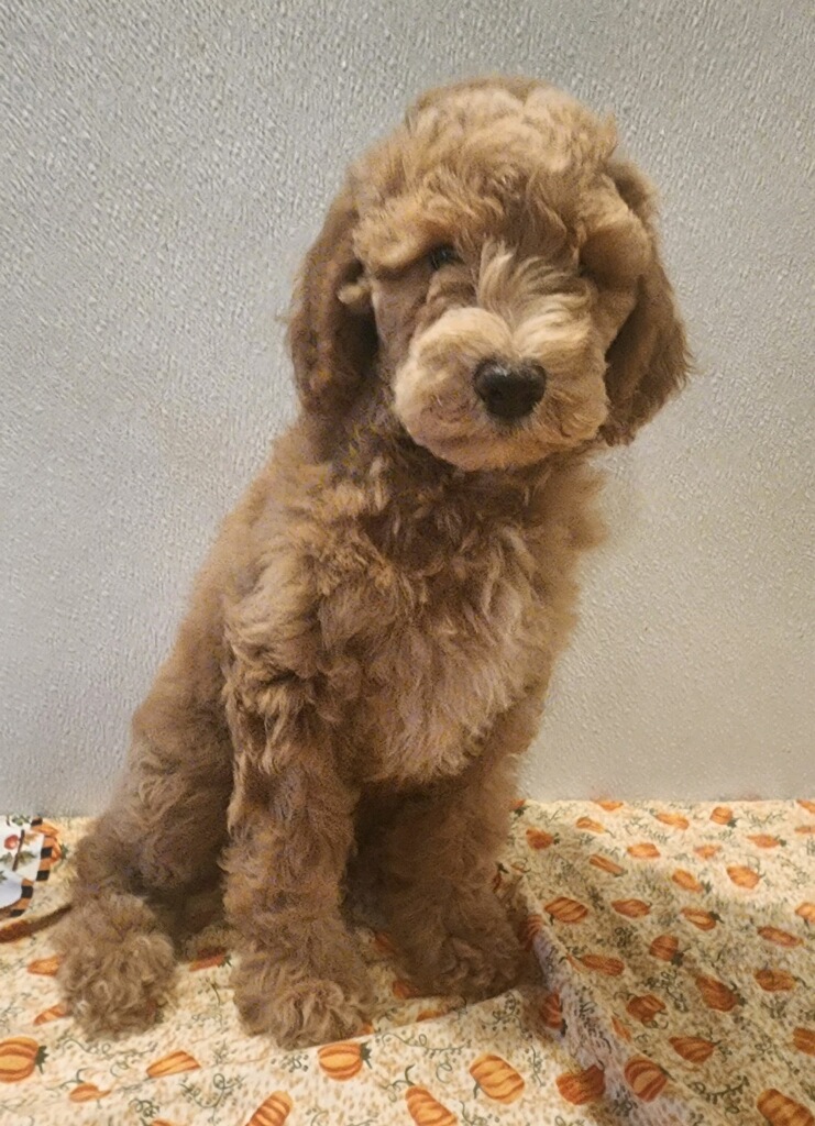 Female Moyen Goldendoodle red Nebraska