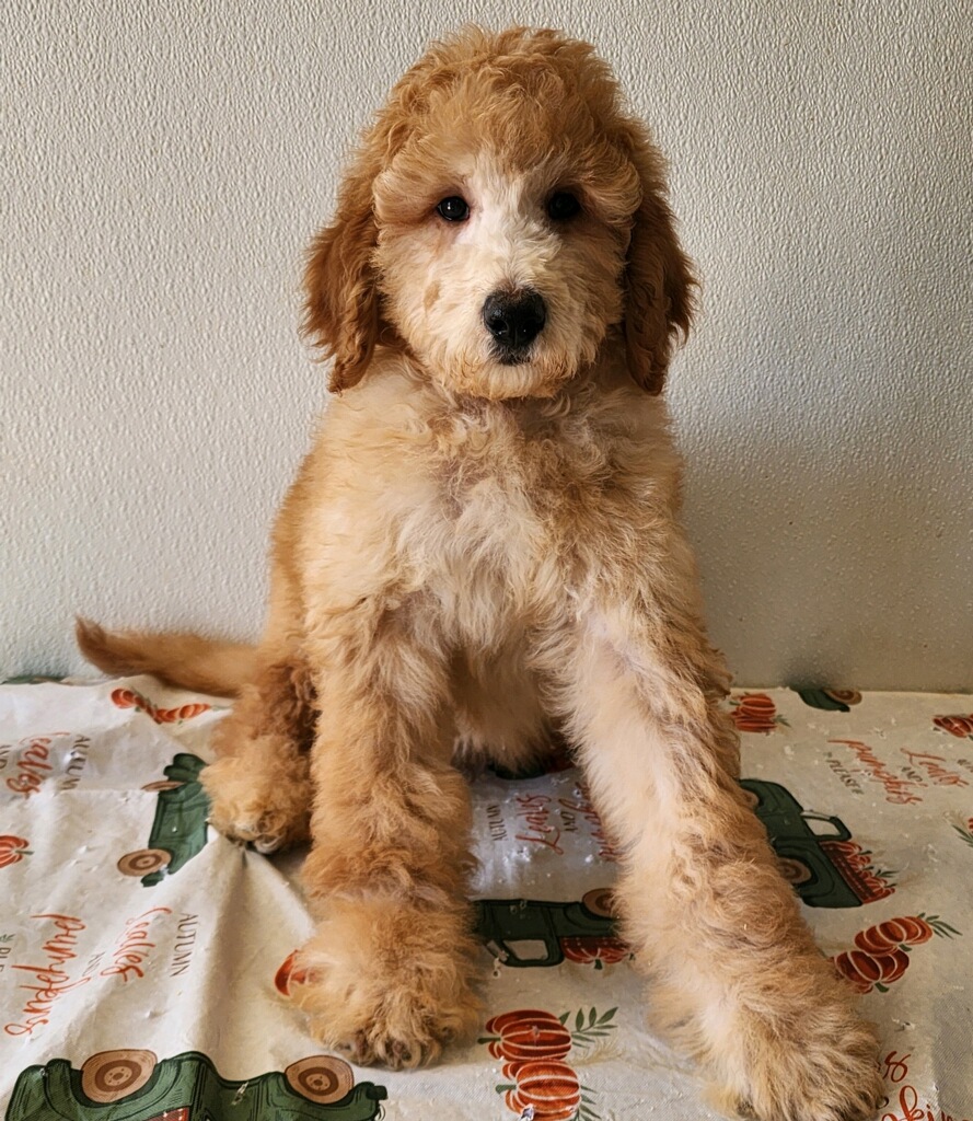 red male goldendoodle in Nebraska delivered through the united states