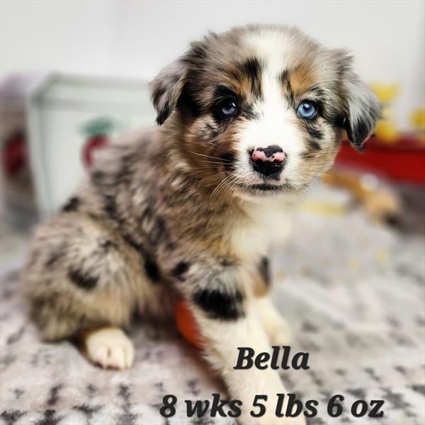 australian shepherd blue merle and white aussiedoodle aussiepoo