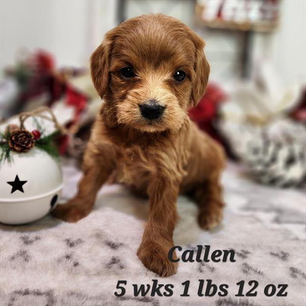 a dog sitting next to a ball. red mini goldendoodle with straighter hair in Nebraska