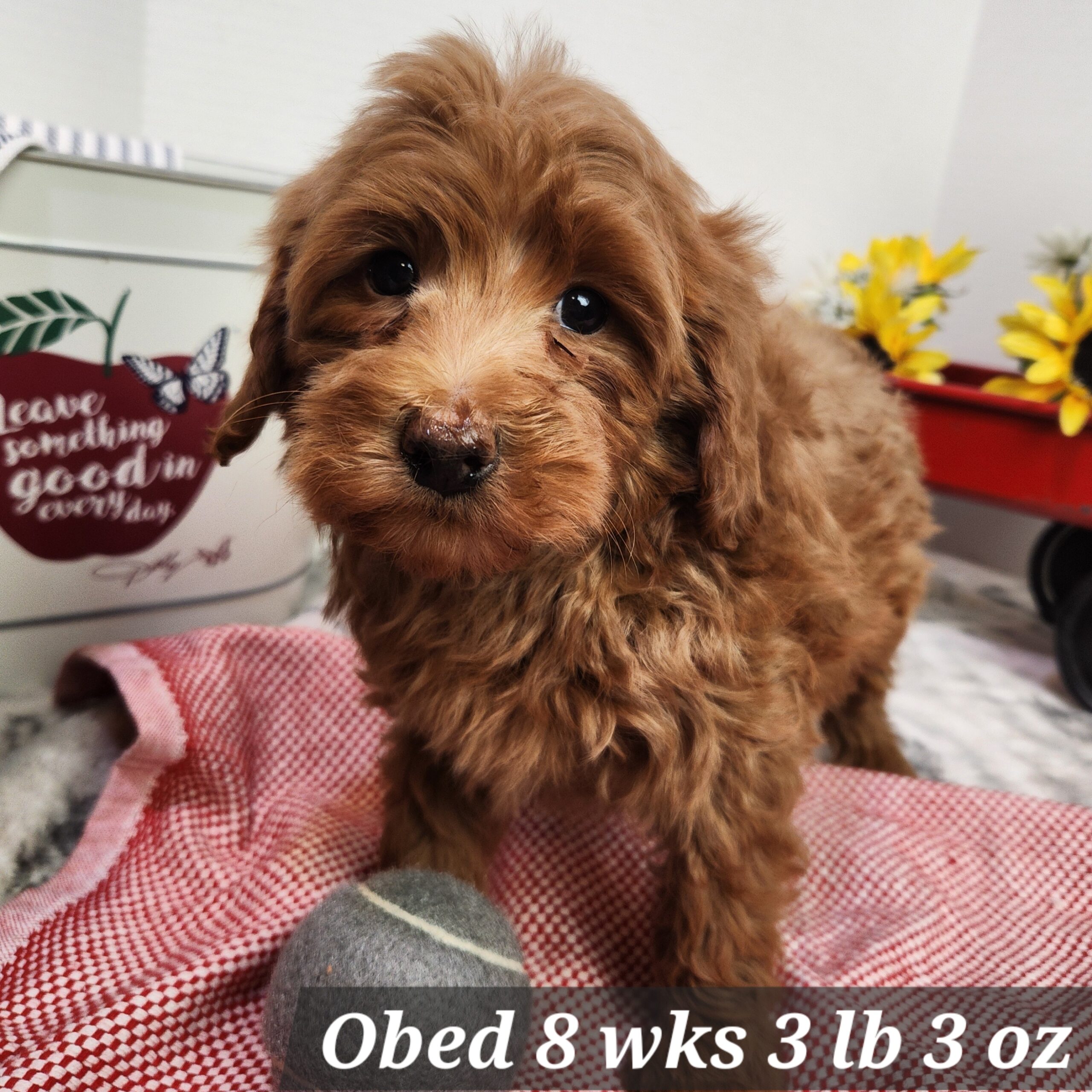 chocolate or blue merle mini goldendoodle in Nebraska