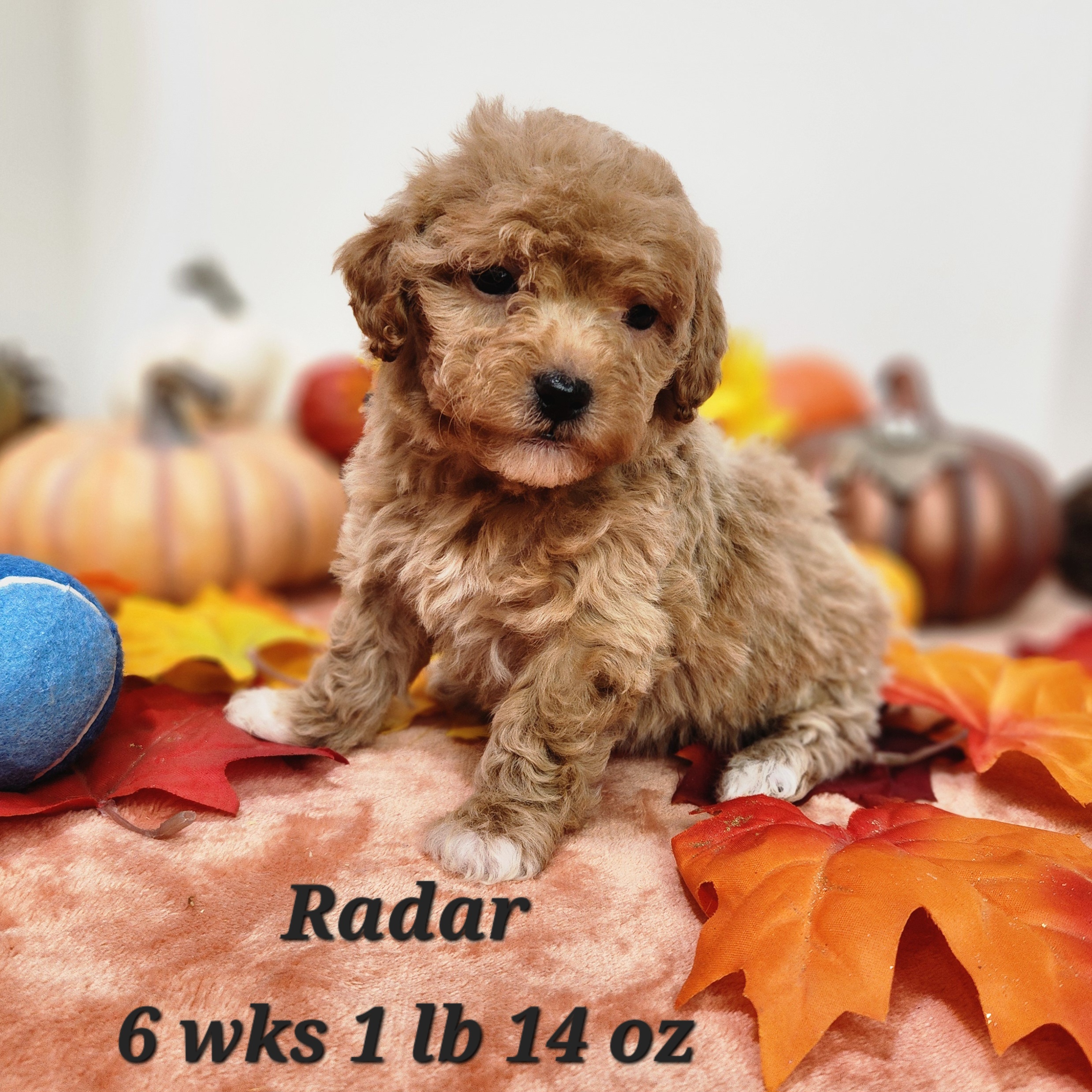 Female Red Mini Goldendoodle in Nebraska