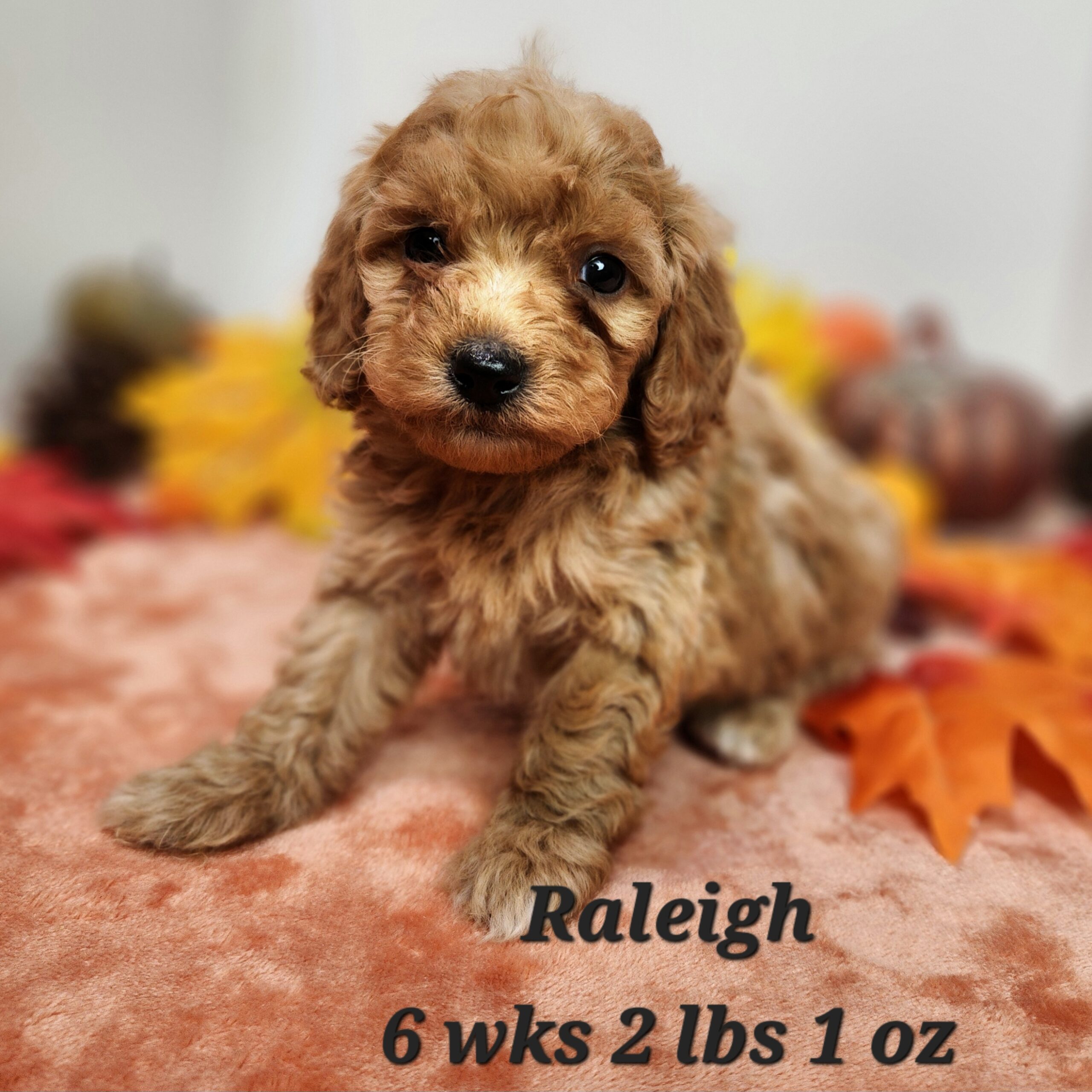 a brown puppy sitting on a pink carpet with fall leaves