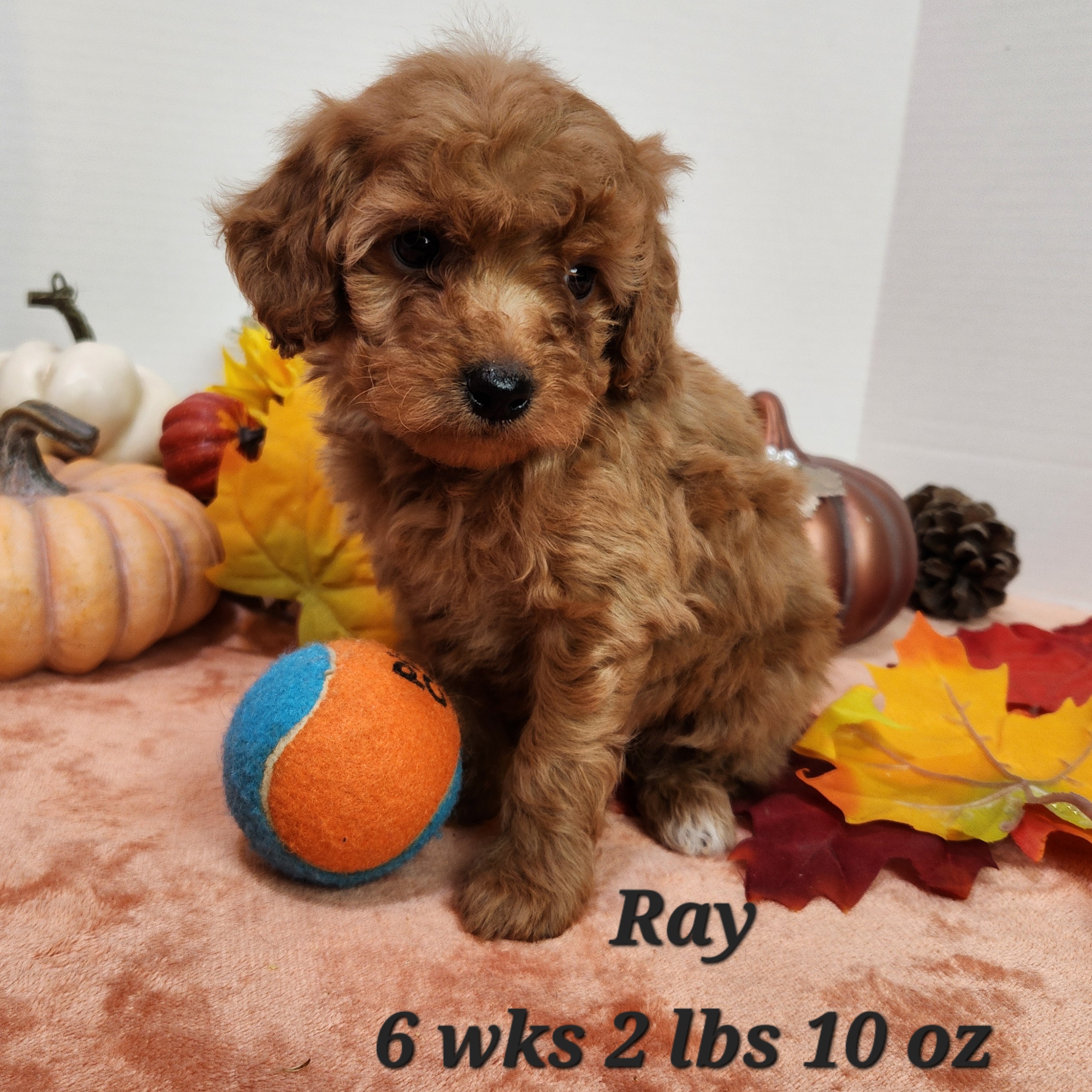 a dog sitting next to a ball. red mini goldendoodle with straighter hair in Nebraska