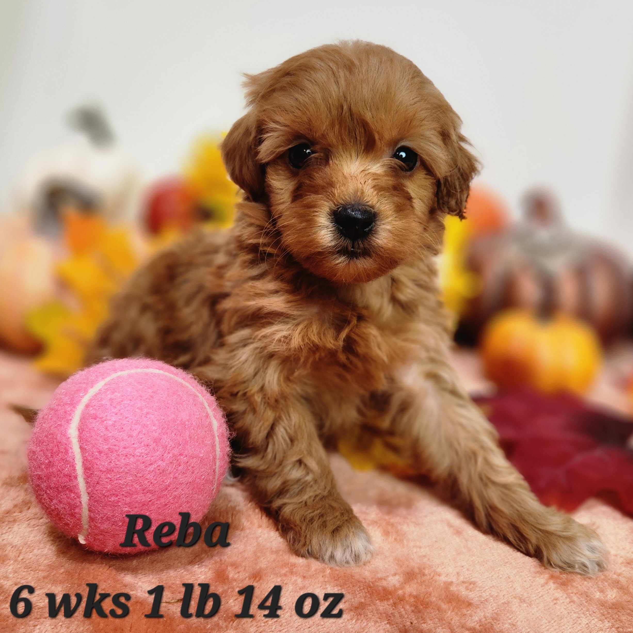 chocolate or blue merle mini goldendoodle in Nebraska