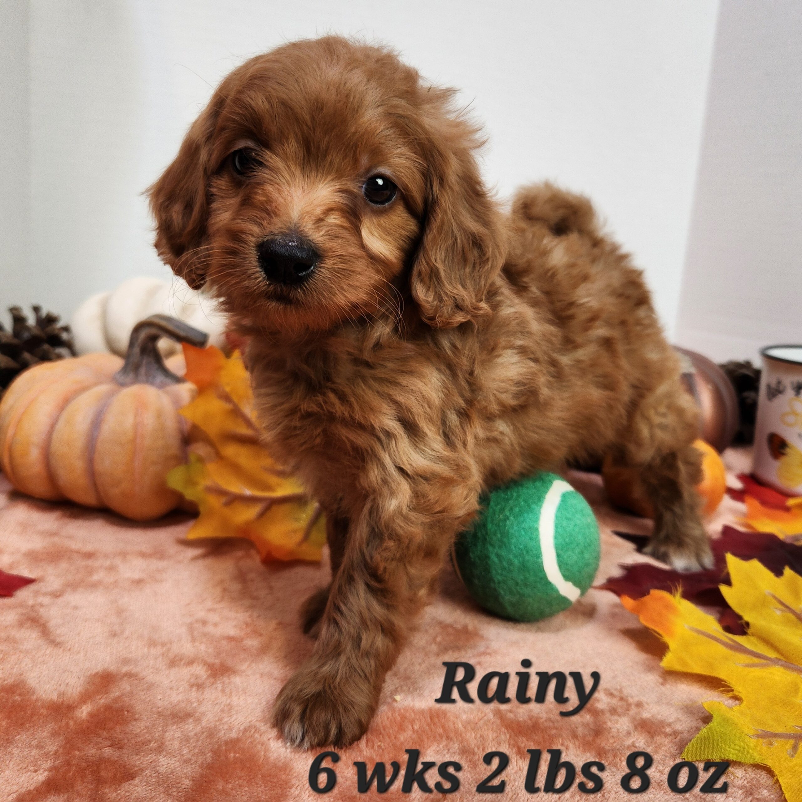 mini goldendoodle female a dog standing on a ball