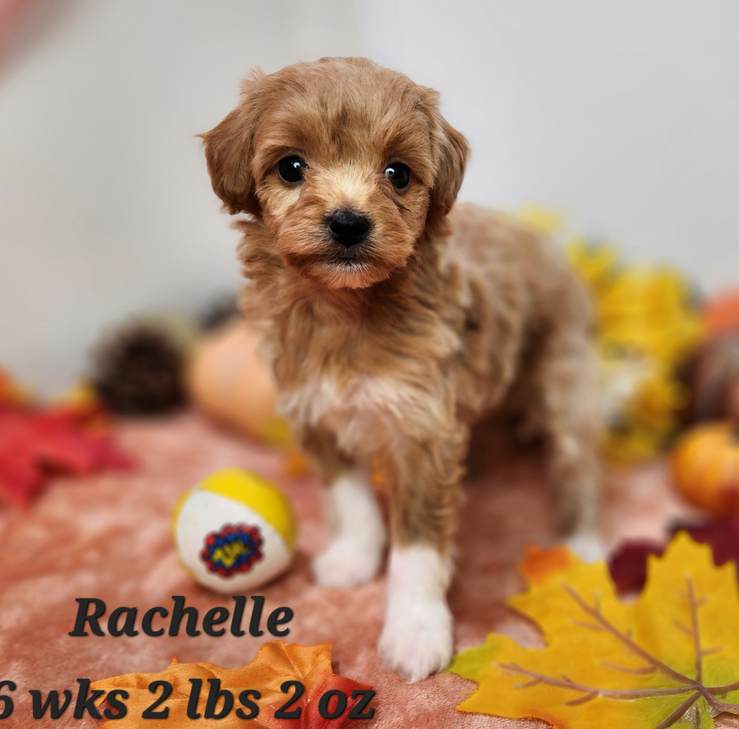 Female Red Mini Goldendoodle in Nebraska