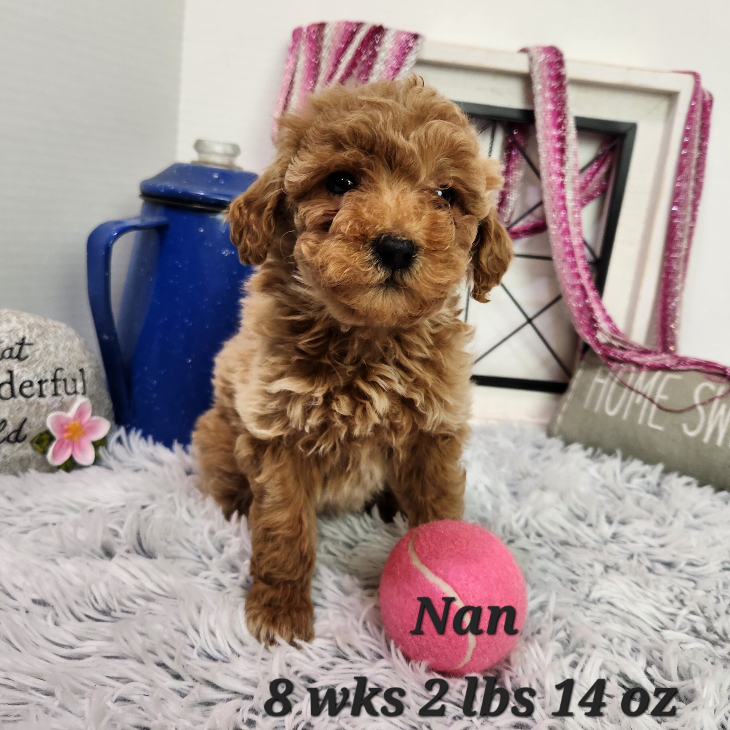 Miniature mini goldendoodle female available any where in the united states