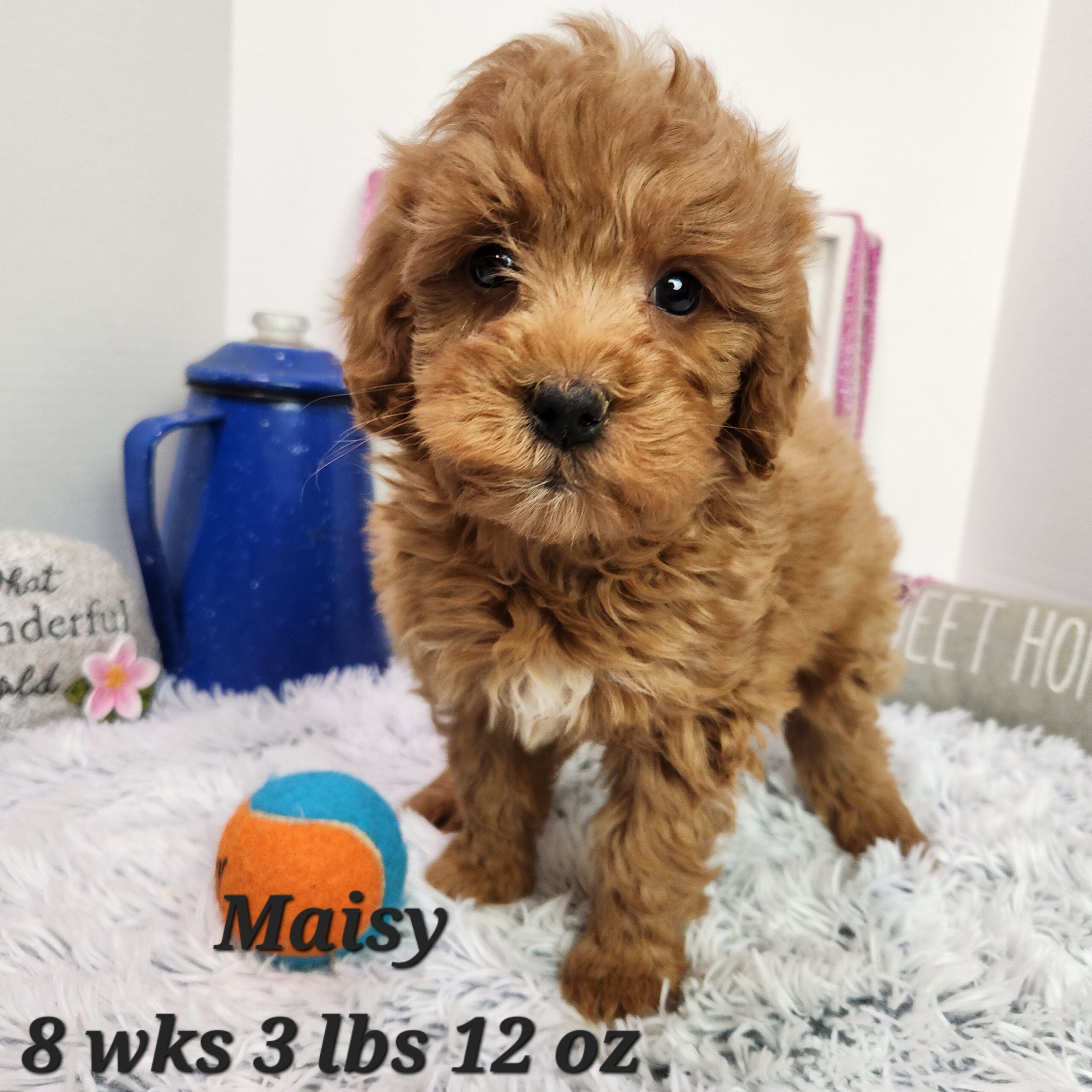 Miniature mini goldendoodle female available any where in the united states