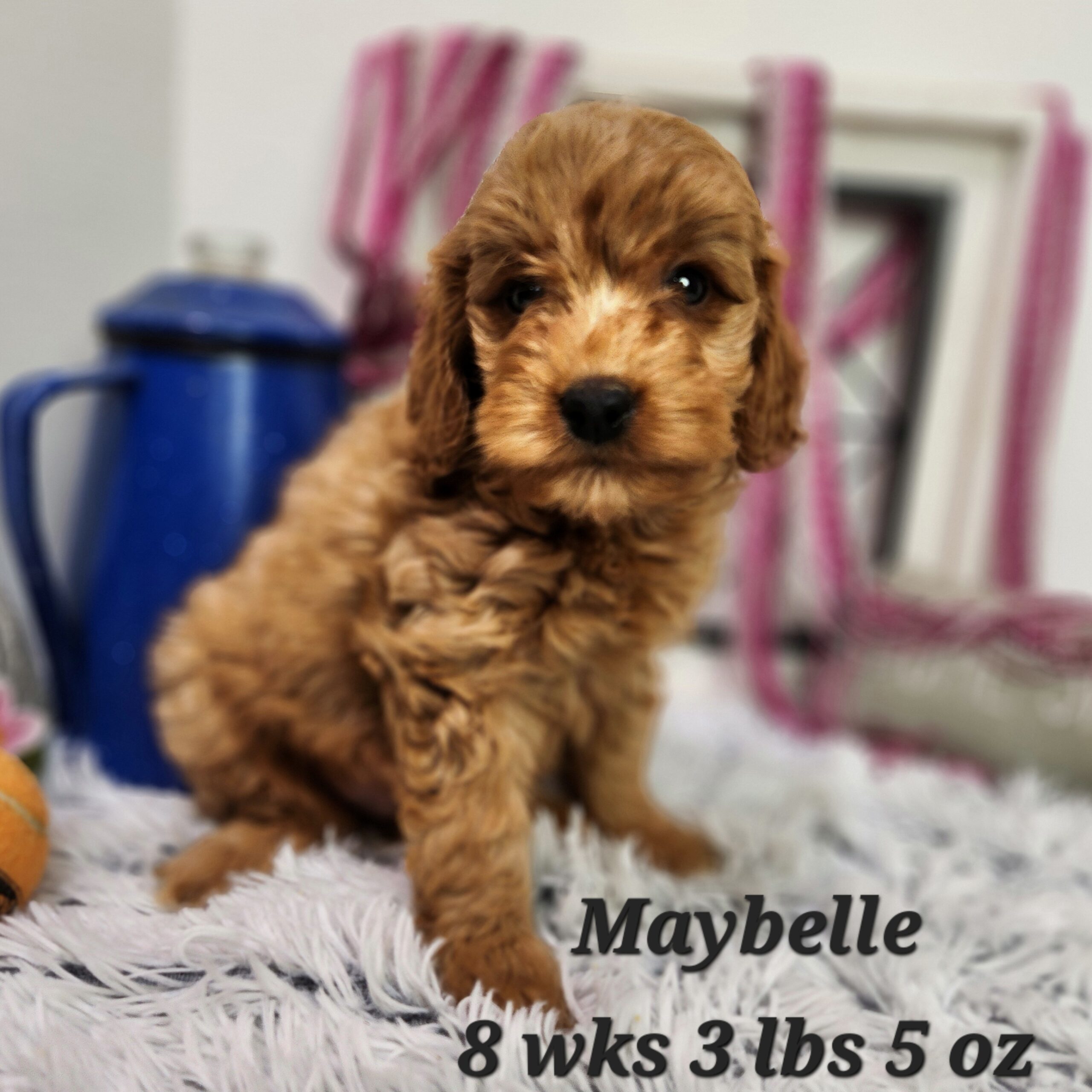 Miniature mini goldendoodle female available any where in the united states