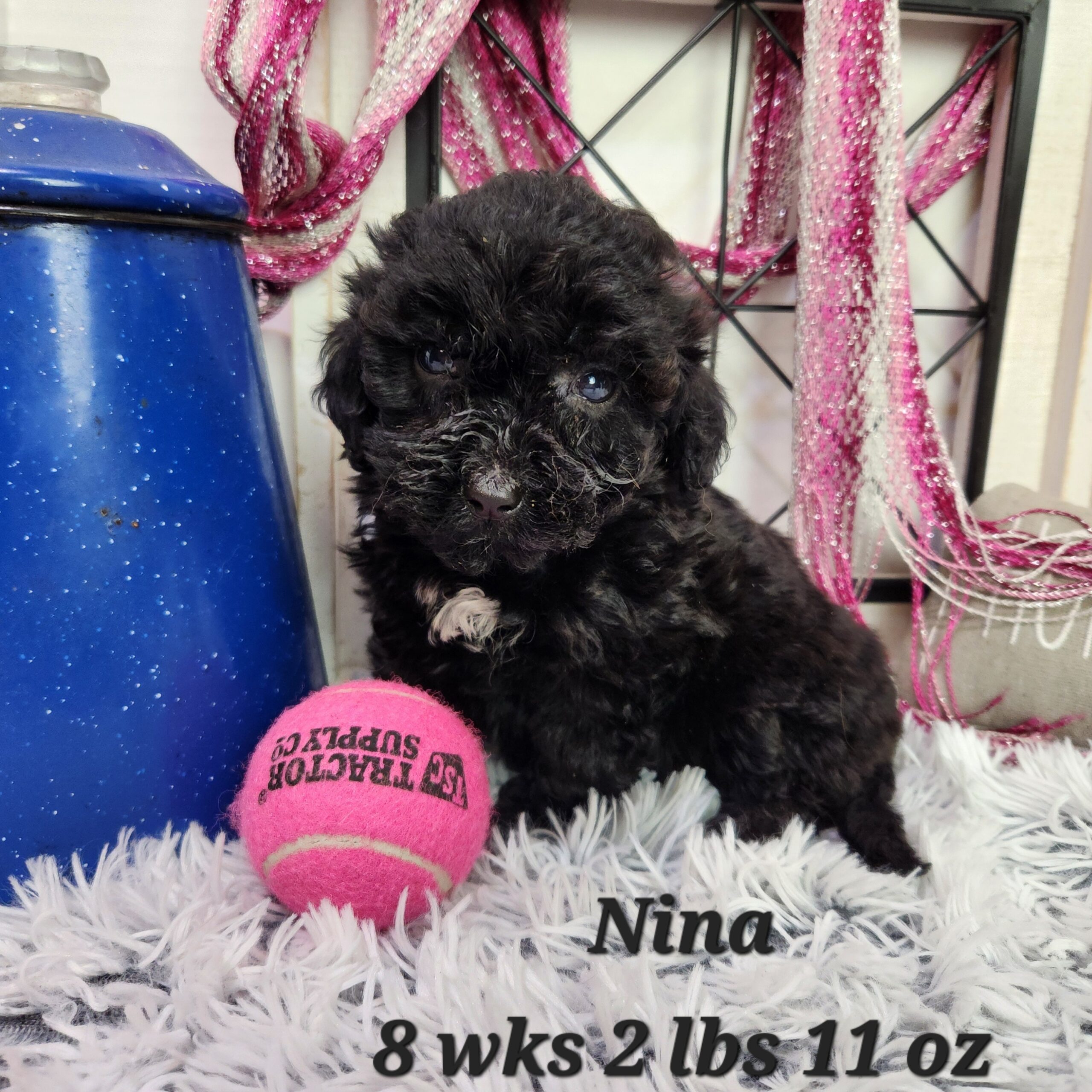 Female Red Mini Goldendoodle in Nebraska