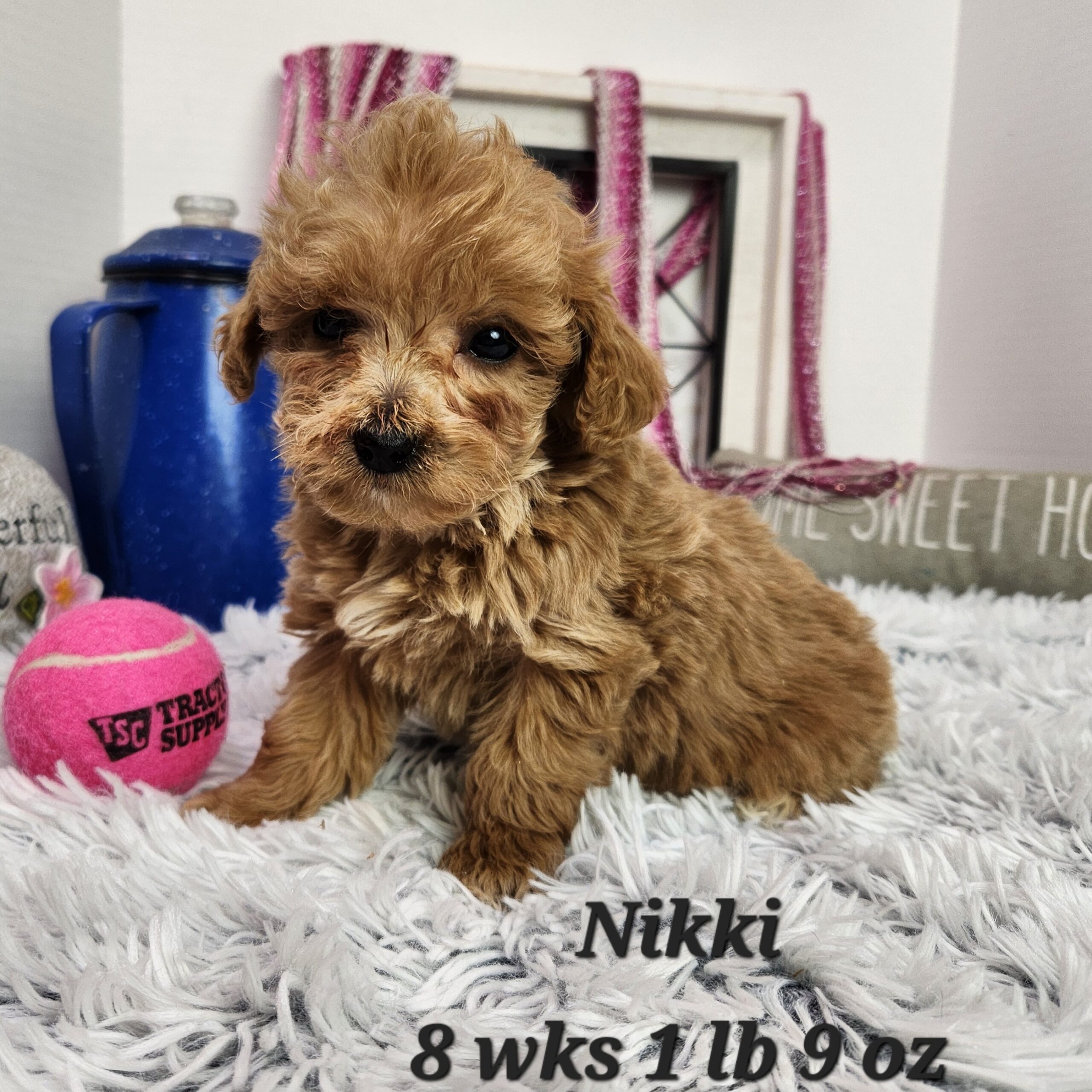 chocolate or blue merle mini goldendoodle in Nebraska