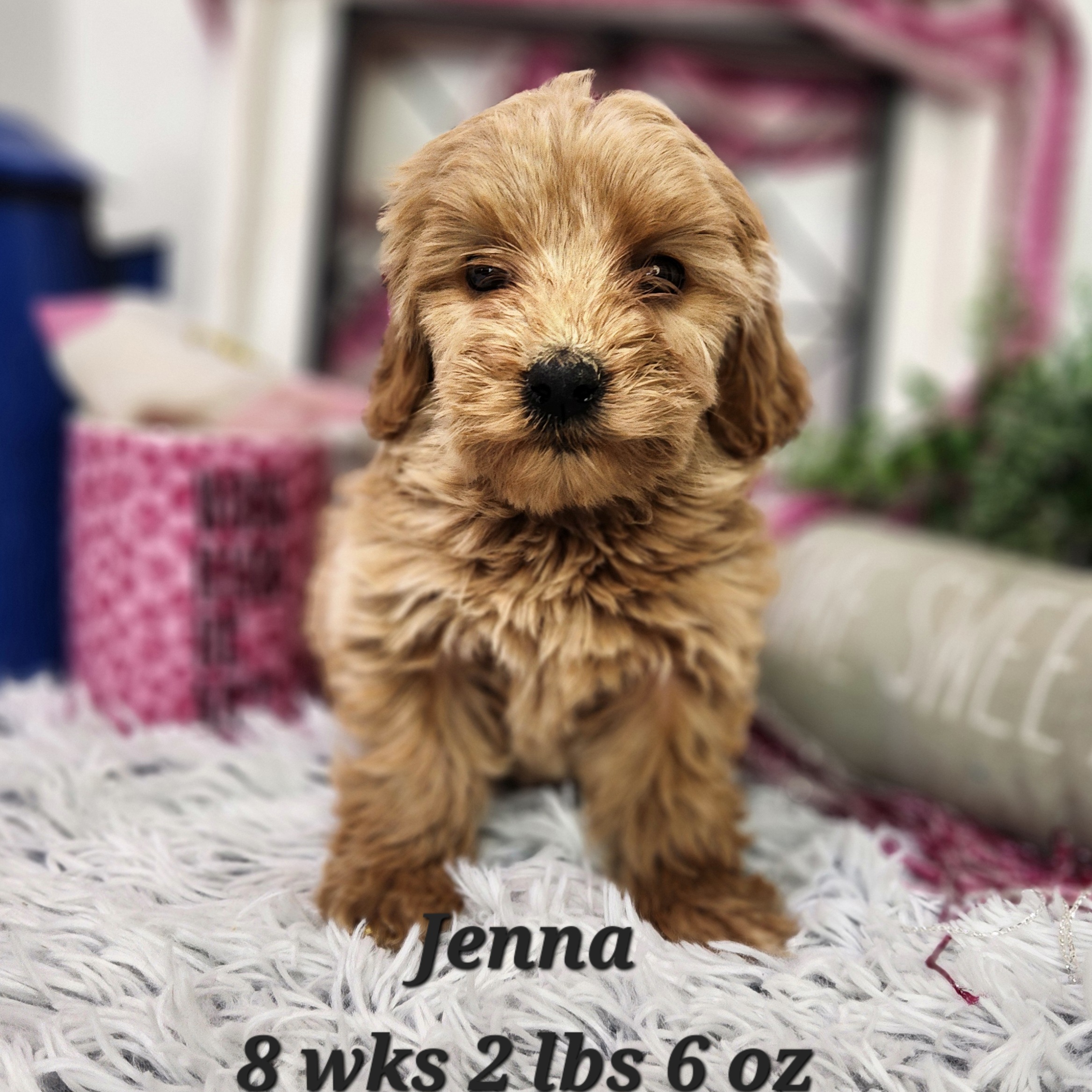 Miniature mini goldendoodle female available any where in the united states