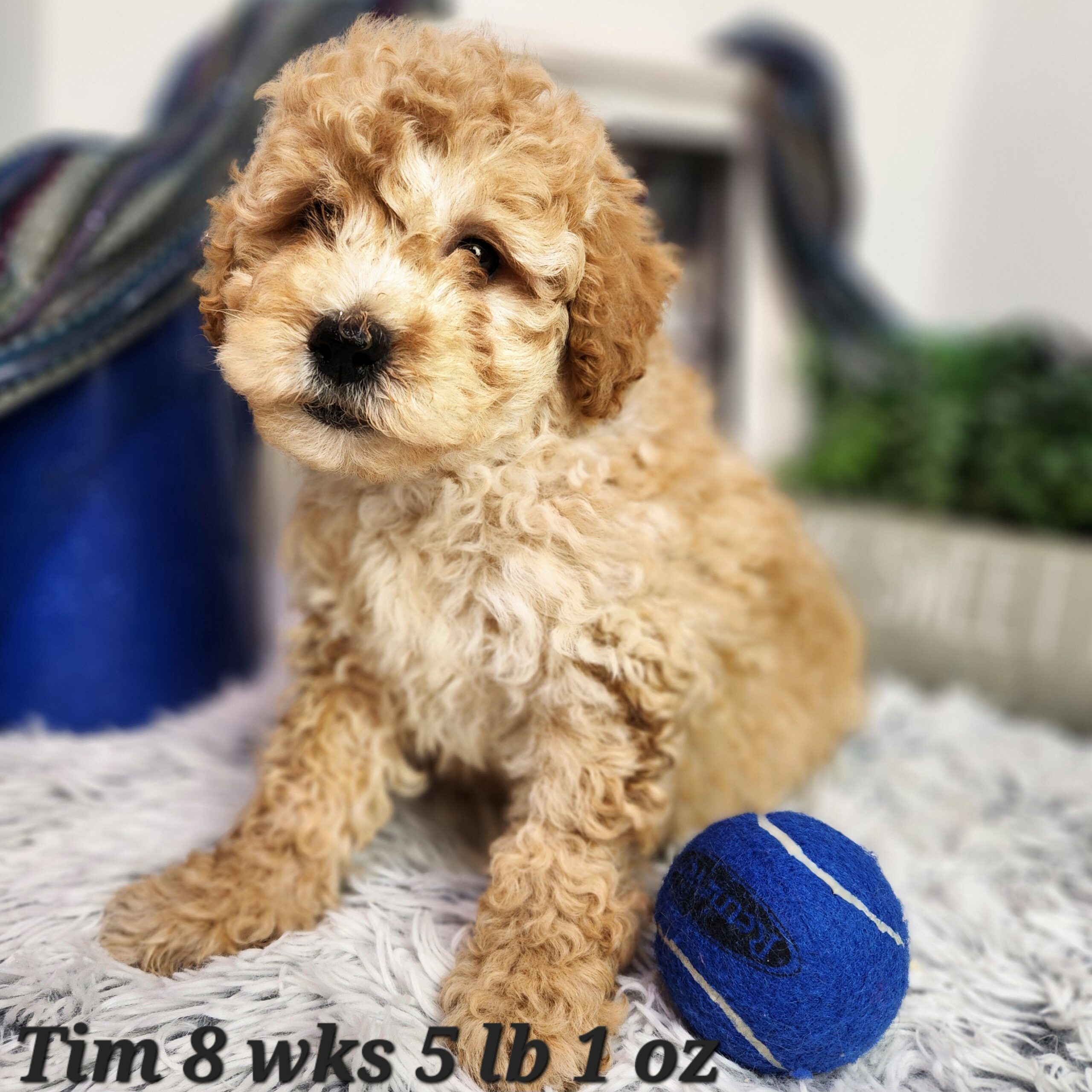 Birthdate: 09/12/2024<br />
8 weeks old: 11/07/2024<br />
Delivery: 11/09/2024<br />
Mom is a 28 lb F1 Goldendoodle<br />
Dad is a 12 lb Mini Poodle<br />
Est. Adult Weight 15 - 22 lbs<br />
$1200