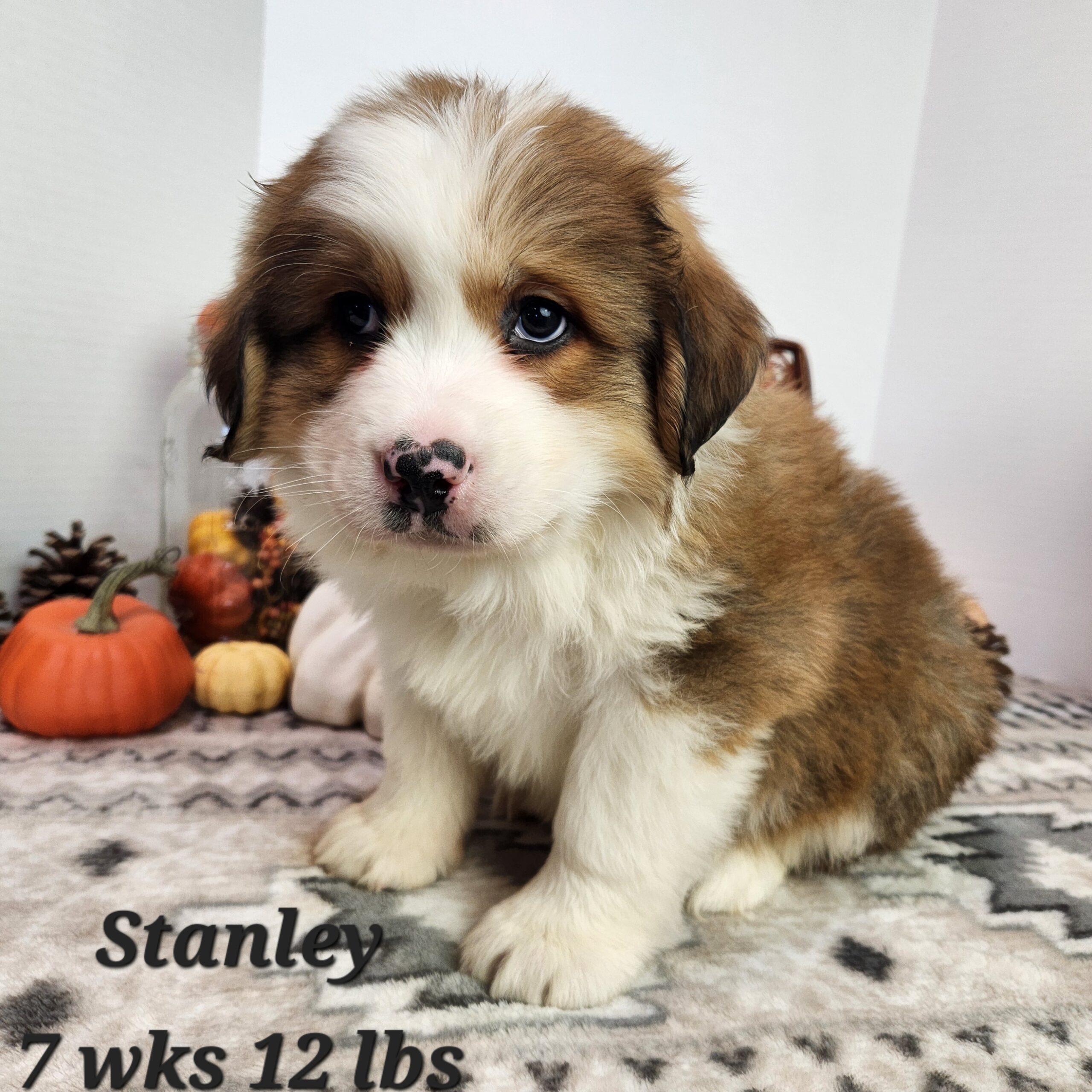 Great Bernese aka Great Pyrenees and Bernese Mountain dog puppy. Female in Nebraska